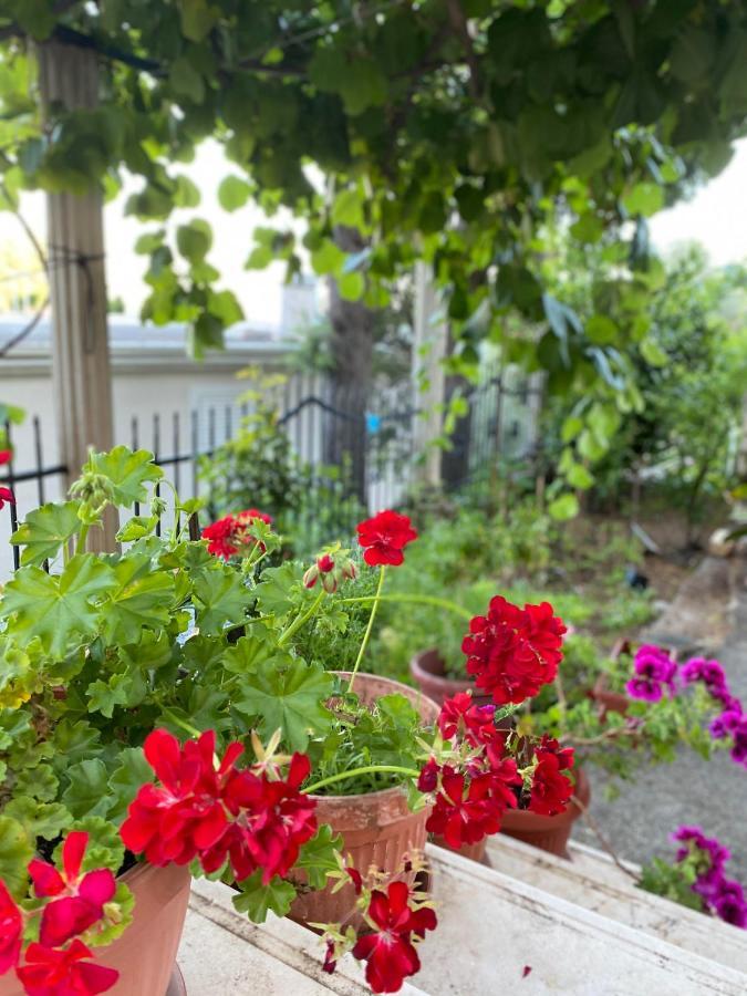 Apartments Mandarina Garden Petrovac Extérieur photo